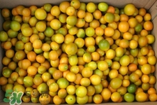 貢桔上火嗎？貢桔吃多了上火嗎？