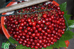 吃車厘子會上火嗎？車厘子吃多了上火嗎？