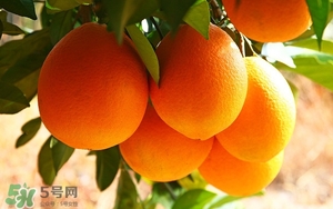 吃臍橙會(huì)上火嗎？臍橙吃多了會(huì)上火嗎？