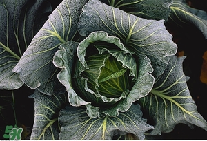 老人吃什么好？老人飲食注意事項(xiàng)