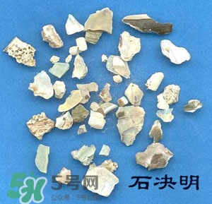 石決明的功效與作用 石決明有什么功效 石決明的功效與作用 石決明有什么功效