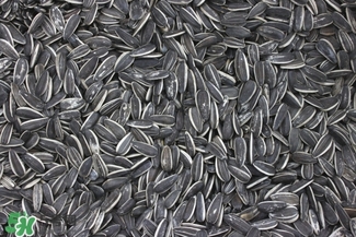 冬天吃瓜子上火怎么辦？冬天瓜子吃多了上火怎么辦？