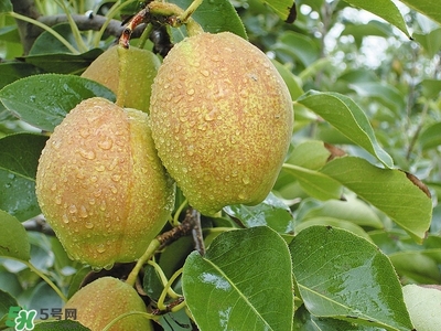 來月經(jīng)可以吃香梨嗎？月經(jīng)期間可以吃香梨嗎？