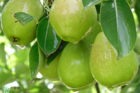 香梨的皮能吃嗎？香梨皮的好處