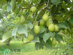 香梨的皮能吃嗎？香梨皮的好處