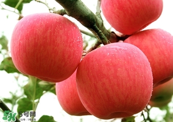 冬天蘋果太涼怎么吃？冬天蘋果太涼怎么給寶寶吃？