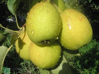 香梨表面的蠟怎么去除？如何去除香梨表面的蠟？