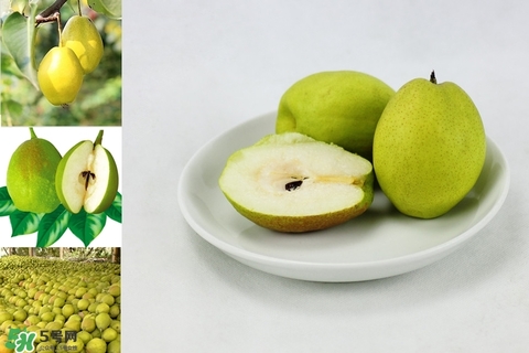 黃香梨好吃還是綠香梨？香梨什么樣的好？