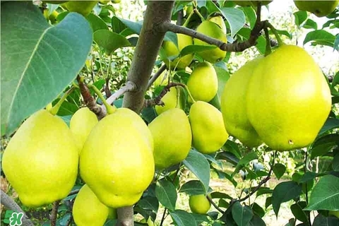 黃香梨好吃還是綠香梨？香梨什么樣的好？