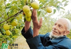 香梨吃多了會怎樣？香梨一天可以吃幾個(gè)？