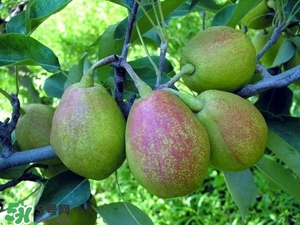 香梨吃多了會怎樣？香梨一天可以吃幾個(gè)？