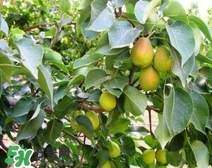 黃香梨好吃還是綠香梨？香梨什么樣的好？