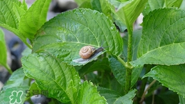 桑葉可以降血糖嗎?桑葉怎么用能降血糖 桑葉可以降血糖嗎?桑葉怎么用能降血糖