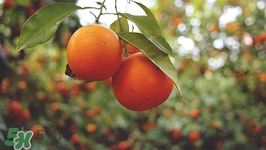 蘆柑是橘子嗎?蘆柑和橘子有什么區(qū)別 蘆柑是橘子嗎?蘆柑和橘子有什么區(qū)別