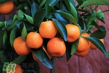 空腹可以吃蘆柑嗎?空腹吃蘆柑有什么壞處 空腹可以吃蘆柑嗎?空腹吃蘆柑有什么壞處