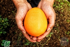 空腹可以吃蘆柑嗎?空腹吃蘆柑有什么壞處 空腹可以吃蘆柑嗎?空腹吃蘆柑有什么壞處