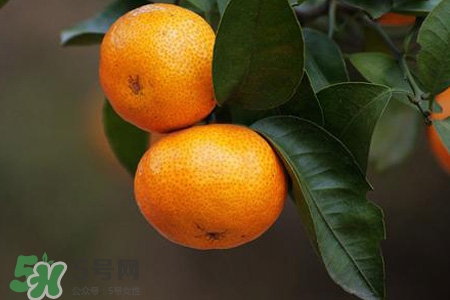 橘子變苦是怎么回事？橘子為什么會(huì)變苦？