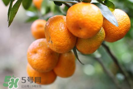 橘子變苦還能吃嗎？橘子變苦是壞了嗎？