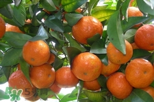 睡前能吃橘子嗎？晚上吃橘子好嗎？