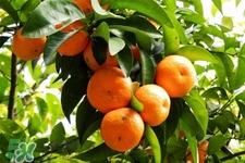 橘子能用溫水泡嗎？用溫水泡橘子會變甜嗎？