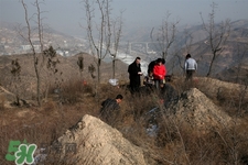 正月可以掃墓嗎？正月能不能上墳？