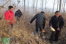 正月可以掃墓嗎？正月能不能上墳？