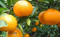 蘆柑吃多了會(huì)胖嗎?一個(gè)蘆柑的熱量是多少 蘆柑吃多了會(huì)胖嗎?一個(gè)蘆柑的熱量是多少