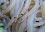銀魚(yú)不能和什么一起吃?吃銀魚(yú)禁忌