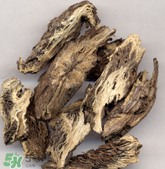 漏蘆的功效與作用及禁忌 中藥漏蘆的功效與作用 漏蘆的功效與作用及禁忌 中藥漏蘆的功效與作用