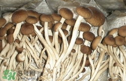 小孩可以吃茶樹菇嗎?小孩吃好嗎 小孩可以吃茶樹菇嗎?小孩吃好嗎