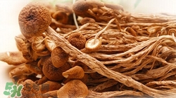 小孩可以吃茶樹菇嗎?小孩吃好嗎 小孩可以吃茶樹菇嗎?小孩吃好嗎