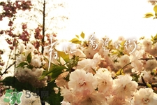 春天為什么要養(yǎng)肝？為什么春季要養(yǎng)肝？