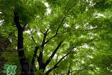 春天養(yǎng)生吃什么水果？春季養(yǎng)生必吃5種時令水果