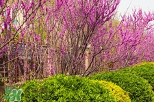 春季養(yǎng)生需注意什么？春季養(yǎng)生宜分三個時間段