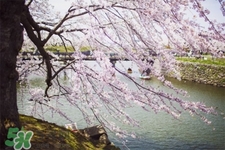 春天養(yǎng)生湯有哪些？春季養(yǎng)生喝什么湯好？