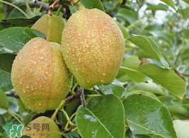 香梨怎么保存？香梨可以放冰箱嗎？