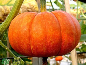 立春為什么吃南瓜？立春后能吃南瓜嗎？