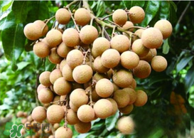 桂圓皮長(zhǎng)霉了能吃嗎？桂圓皮發(fā)霉了里面可以吃嗎？