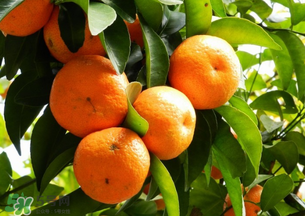 沙糖桔多少錢一斤？沙糖桔多少錢一斤2017？