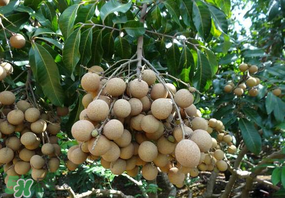 龍眼可以放冰箱嗎？龍眼可以放冰箱怎么保存？