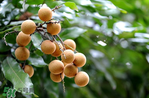 龍眼一天吃多少合適？每天吃幾個(gè)龍眼合適？