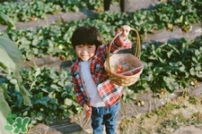 孕婦可以去摘草莓嗎？懷孕了能去摘草莓嗎？