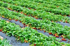 摘草莓是什么季節(jié)？幾月份可以摘草莓？