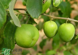 吃青棗會(huì)拉肚子嗎？拉肚子可以吃青棗嗎？