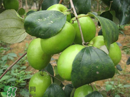 吃青棗會(huì)拉肚子嗎？拉肚子可以吃青棗嗎？