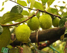 來月經(jīng)可以吃青棗嗎？月經(jīng)可以吃青棗嗎？