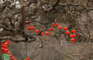 立春后種什么花？立春時(shí)開的花有哪些？