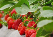 摘草莓是什么季節(jié)？幾月份可以摘草莓？