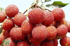 吃荔枝會(huì)過(guò)敏嗎？吃荔枝過(guò)敏怎么辦？