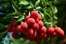 初春有荔枝吃嗎？立春后有荔枝吃嗎？